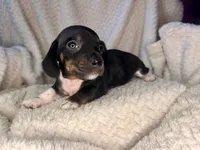 Mai Tai, a male Miniature Dachshund for sale in Swainsboro, GA – Photo 2 of 5