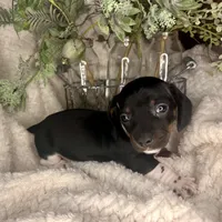 Mai Tai, a male Miniature Dachshund for sale in Swainsboro, GA – Photo 1 of 5