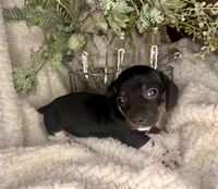 Mai Tai, a male Miniature Dachshund for sale in Swainsboro, GA – Photo 1 of 5