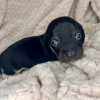 Mai Tai, a male Miniature Dachshund for sale in Swainsboro, GA – Photo 4 of 5