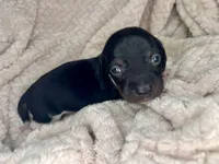 Mai Tai, a male Miniature Dachshund for sale in Swainsboro, GA – Photo 4 of 5