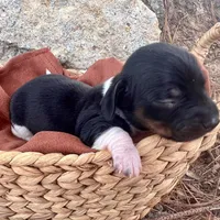 Mai Tai, a male Miniature Dachshund for sale in Swainsboro, GA – Photo 5 of 5