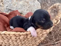 Mai Tai, a male Miniature Dachshund for sale in Swainsboro, GA – Photo 5 of 5