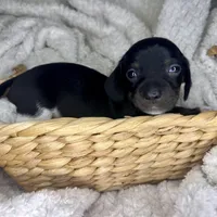 Mai Tai, a male Miniature Dachshund for sale in Swainsboro, GA – Photo 3 of 5