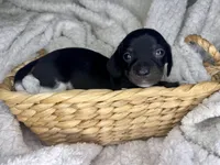 Mai Tai, a male Miniature Dachshund for sale in Swainsboro, GA – Photo 3 of 5