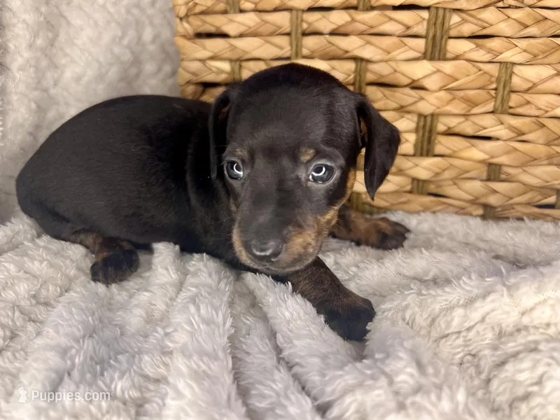 Vogue – Miniature Dachshund puppy for sale in Swainsboro, GA