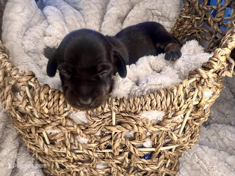 Vogue – Miniature Dachshund puppy for sale in Swainsboro, GA