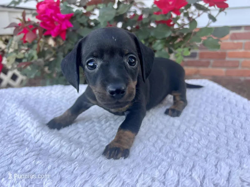 Vogue – Miniature Dachshund puppy for sale in Swainsboro, GA
