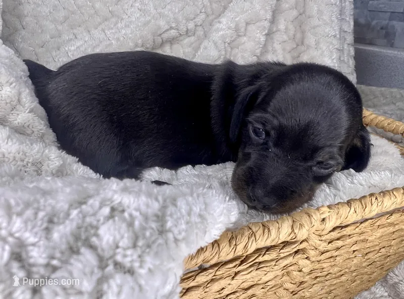 Vogue – Miniature Dachshund puppy for sale in Swainsboro, GA