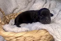 Vogue, a female Miniature Dachshund for sale in Swainsboro, GA – Photo 5 of 5