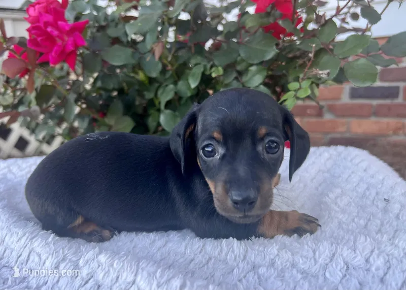 Gucci – Miniature Dachshund puppy for sale in Swainsboro, GA