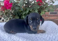 Gucci, a male Miniature Dachshund for sale in Swainsboro, GA – Photo 1 of 5
