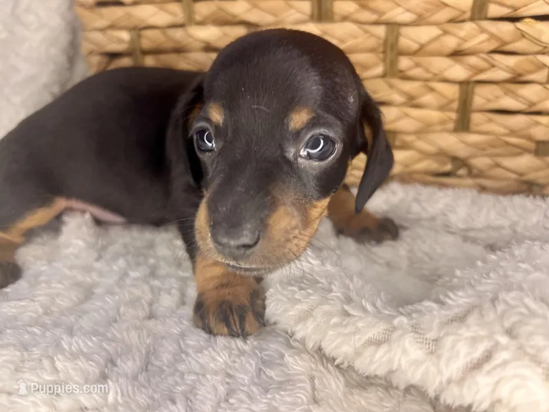 Gucci – Miniature Dachshund puppy for sale in Swainsboro, GA