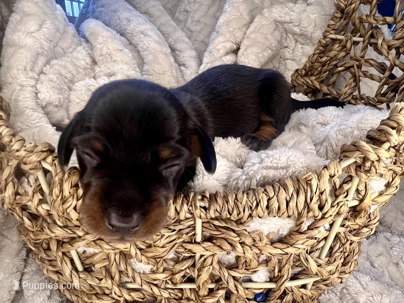 Gucci – Miniature Dachshund puppy for sale in Swainsboro, GA