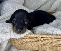 Gucci, a male Miniature Dachshund for sale in Swainsboro, GA – Photo 3 of 5