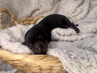 Gucci, a male Miniature Dachshund for sale in Swainsboro, GA – Photo 5 of 5