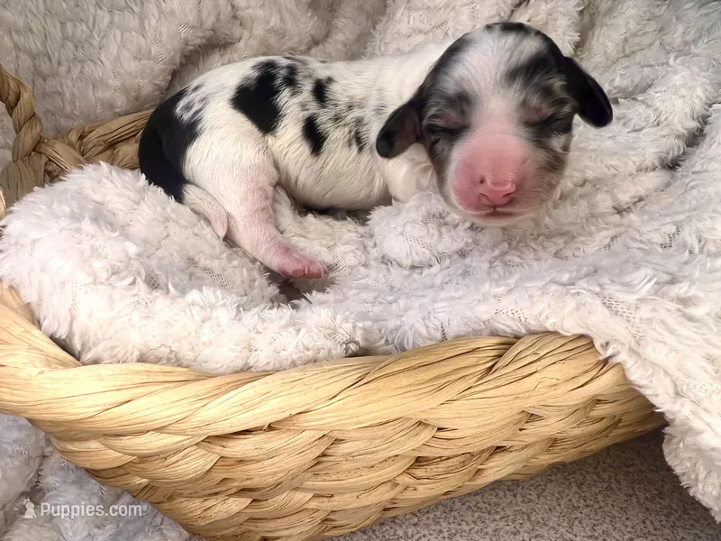 Louis Vuitton – Miniature Dachshund puppy for sale in Swainsboro, GA