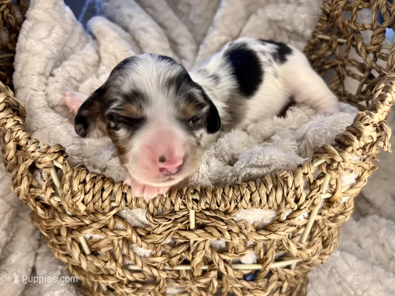 Louis Vuitton – Miniature Dachshund puppy for sale in Swainsboro, GA