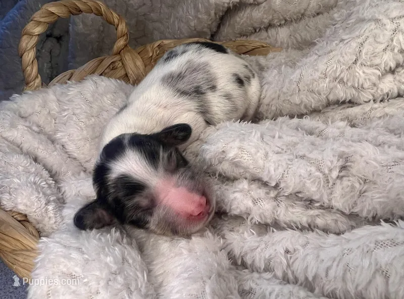 Dior – Miniature Dachshund puppy for sale in Swainsboro, GA