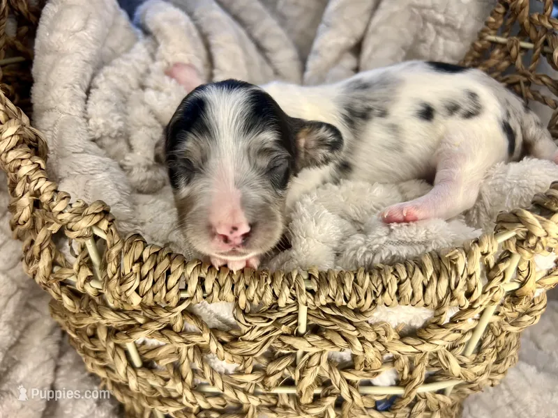 Dior – Miniature Dachshund puppy for sale in Swainsboro, GA