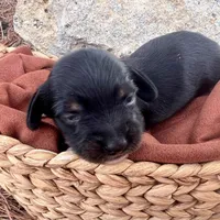 Manhattan, a male Miniature Dachshund for sale in Swainsboro, GA – Photo 5 of 5