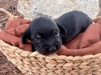 Manhattan, a male Miniature Dachshund for sale in Swainsboro, GA – Photo 5 of 5