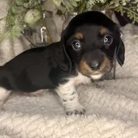 Manhattan, a male Miniature Dachshund for sale in Swainsboro, GA – Photo 1 of 5