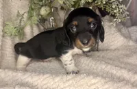 Manhattan, a male Miniature Dachshund for sale in Swainsboro, GA – Photo 1 of 5