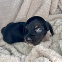 Manhattan, a male Miniature Dachshund for sale in Swainsboro, GA – Photo 4 of 5