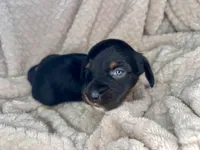 Manhattan, a male Miniature Dachshund for sale in Swainsboro, GA – Photo 4 of 5