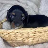 Manhattan, a male Miniature Dachshund for sale in Swainsboro, GA – Photo 3 of 5