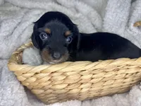 Manhattan, a male Miniature Dachshund for sale in Swainsboro, GA – Photo 3 of 5