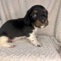 Manhattan, a male Miniature Dachshund for sale in Swainsboro, GA – Photo 2 of 5