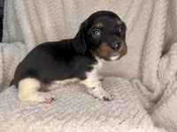 Manhattan, a male Miniature Dachshund for sale in Swainsboro, GA – Photo 2 of 5