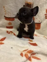 Cash, a male French Bulldog for sale in Manchaca, TX – 4 of 4