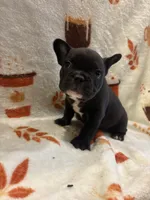 Cash, a male French Bulldog for sale in Manchaca, TX – 2 of 4