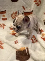 Prada, a female French Bulldog for sale in Manchaca, TX – 3 of 4