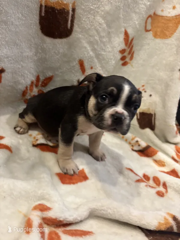 Versace – French Bulldog puppy for sale in Manchaca, TX