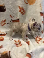 Prada, a female French Bulldog for sale in Manchaca, TX – 4 of 4