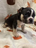 Versace, a male French Bulldog for sale in Manchaca, TX – 4 of 4