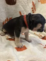 Versace, a male French Bulldog for sale in Manchaca, TX – 2 of 4