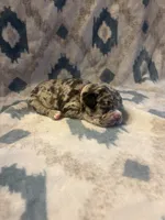 Valentina , a female French Bulldog for sale in Manchaca, TX – 2 of 4