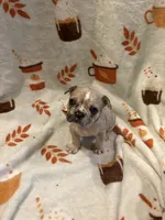 Amir, a male French Bulldog for sale in Manchaca, TX – 3 of 4