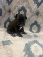 Diamond , a female French Bulldog for sale in Manchaca, TX – 4 of 4