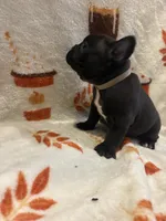 Cash, a male French Bulldog for sale in Manchaca, TX – 3 of 4