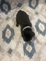 Diamond , a female French Bulldog for sale in Manchaca, TX – 3 of 4