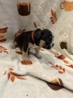 Versace, a male French Bulldog for sale in Manchaca, TX – 3 of 4