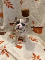Prada, a female French Bulldog for sale in Manchaca, TX – 2 of 4