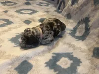 Valentina , a female French Bulldog for sale in Manchaca, TX – 4 of 4