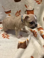 Amir, a male French Bulldog for sale in Manchaca, TX – 4 of 4